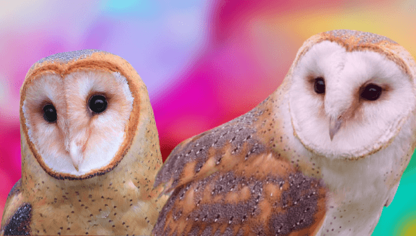 Two owls with colorful background