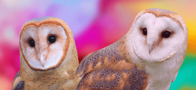 Two owls with colorful background