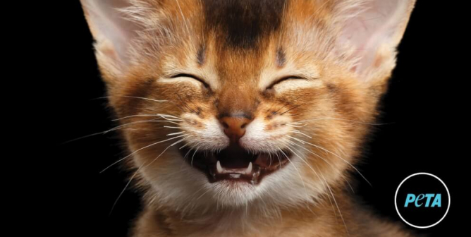Make Their Day. Always Neuter And Spay (Print)