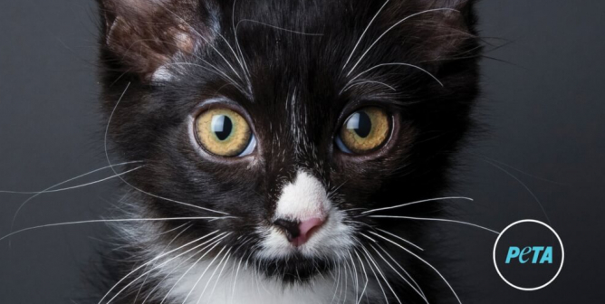Cute By Birth. Spayed And Neutered By Law (Print)
