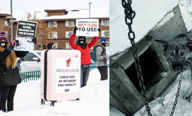 PETA to Millennium Hotels: Drop Cruel Iditarod Sponsorship—Tout de Suite!
