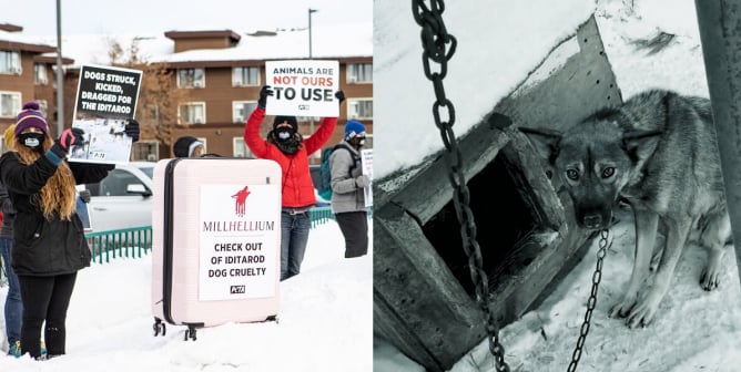 Millennium Hotels iditarod campaign