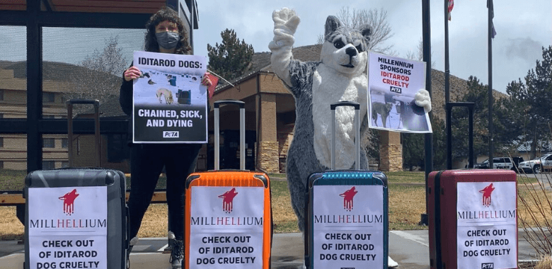 end of year victories by PETA supporters after Millennium Hotels Face PETA Protest Over Iditarod Ties