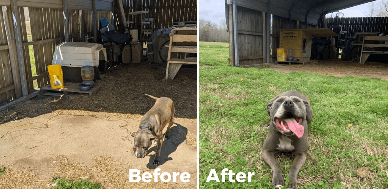 Sky Is on Cloud Nine, Thanks to Her Custom-Made PETA Doghouse