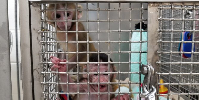 Baby monkeys Cora and Turnip at the Wisconsin National Primate Research Center