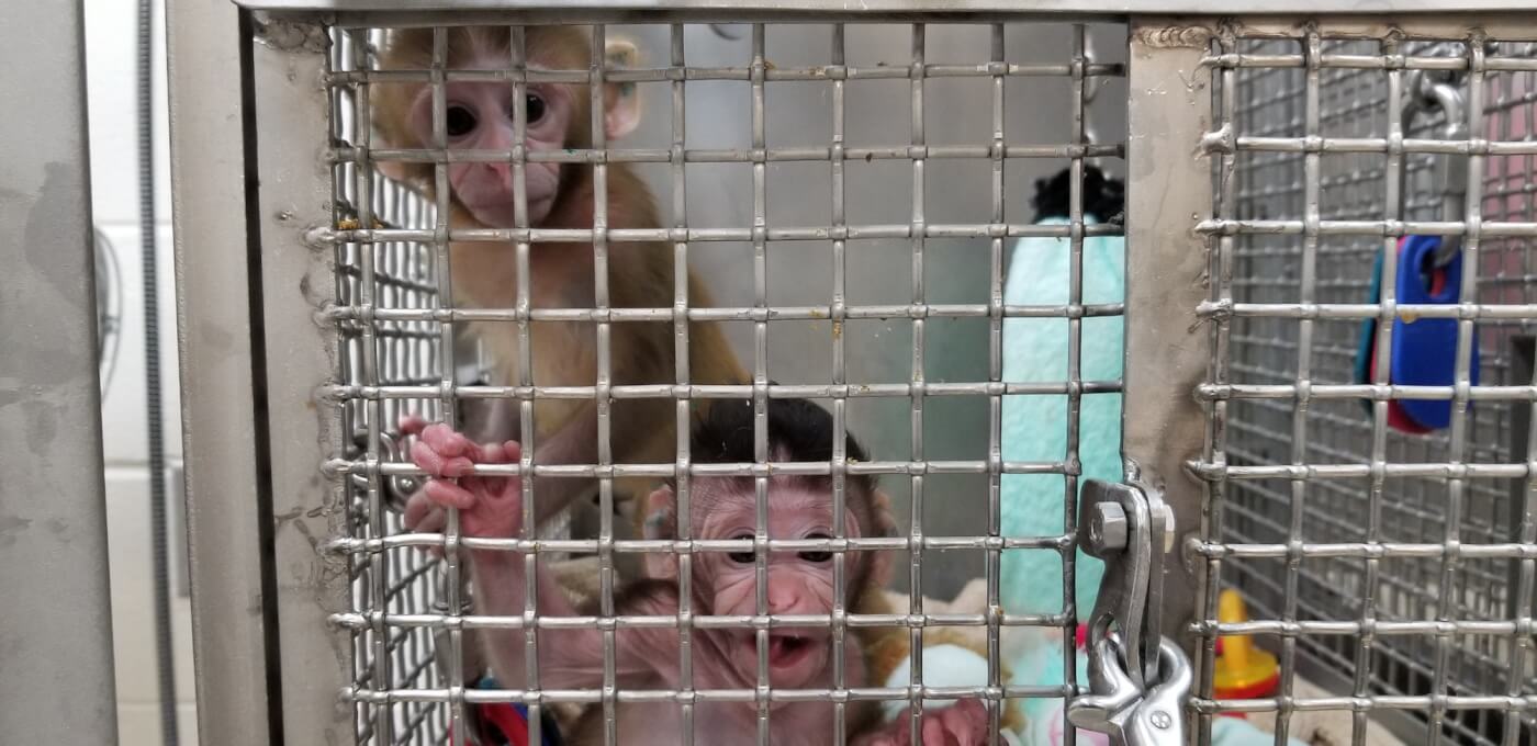 Baby monkeys Cora and Turnip at the Wisconsin National Primate Research Center