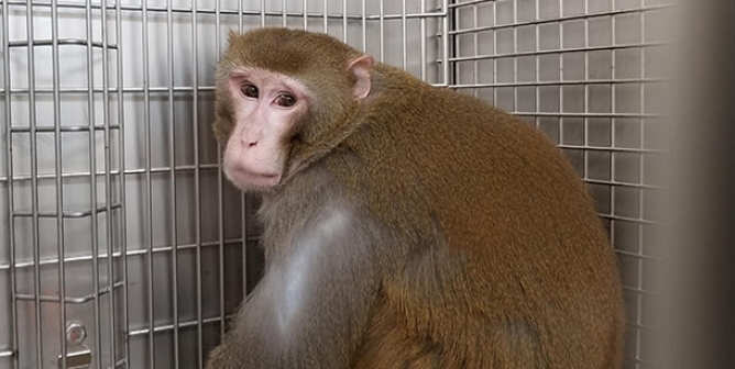 Photo of cornelius at the primate center