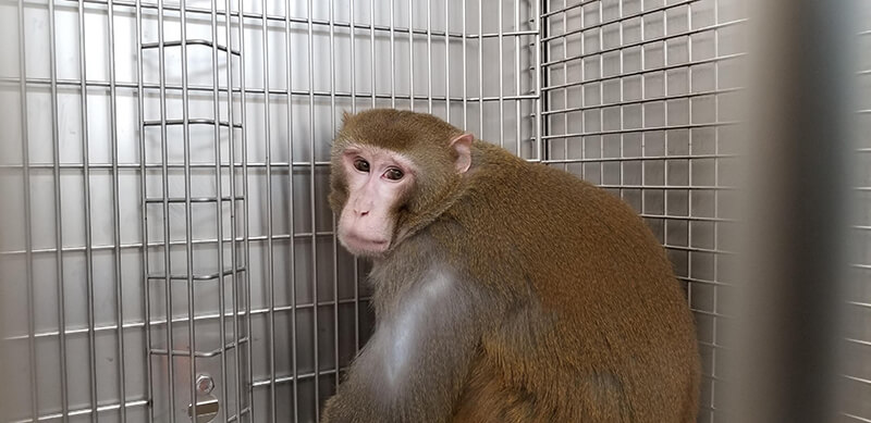 VIV Monkey WNPRC UW Madison Cornelius NC PO DC More Violations at WNPRC Prompt PETA Call to Help Cornelius