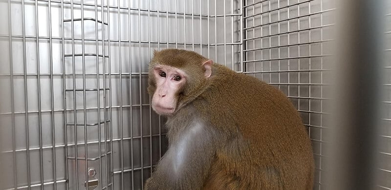 Photo of cornelius at the primate center