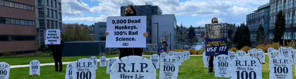 ‘Graveyard’ Protests 9,000 Monkey Deaths at Primate Laboratory
