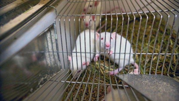white mice in laboratory