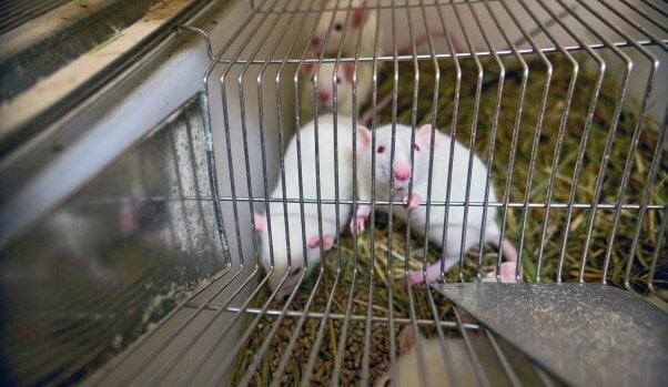 white mice in laboratory