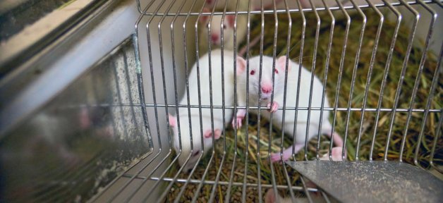 white mice in laboratory
