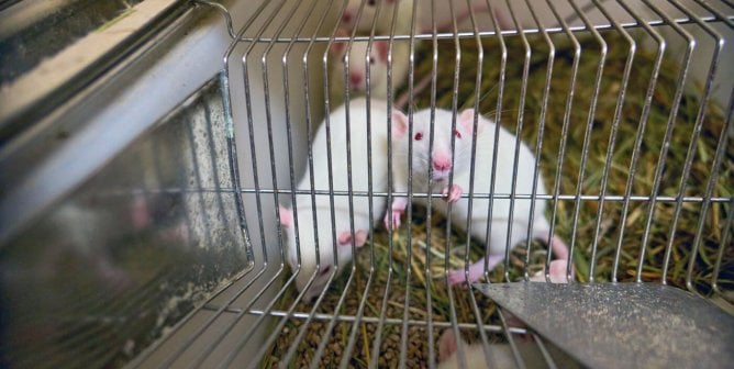 white mice in laboratory