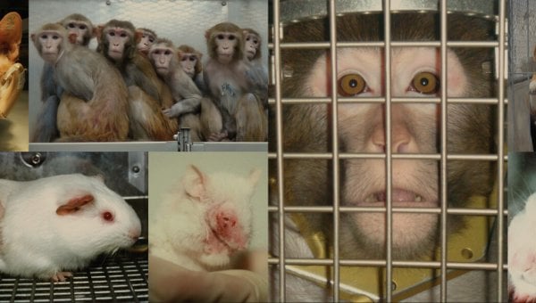 Animals used for experiments