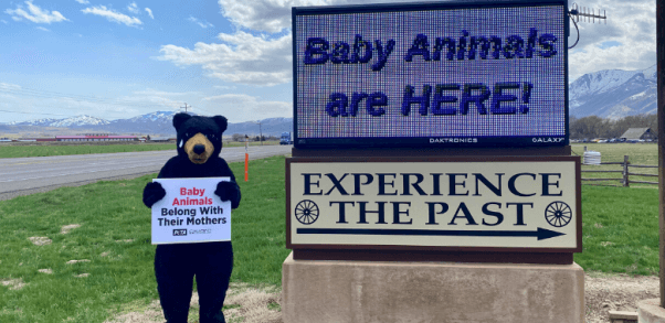 ‘Bear’ Leads PETA Members to Blast ‘Baby Animal’ Event