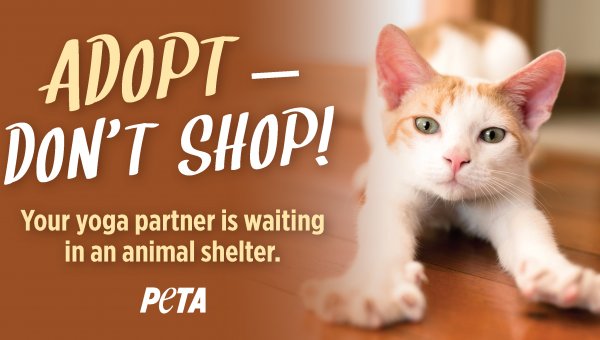 Adopt – Don’t Shop! Your Yoga Partner Is Waiting In An Animal Shelter
