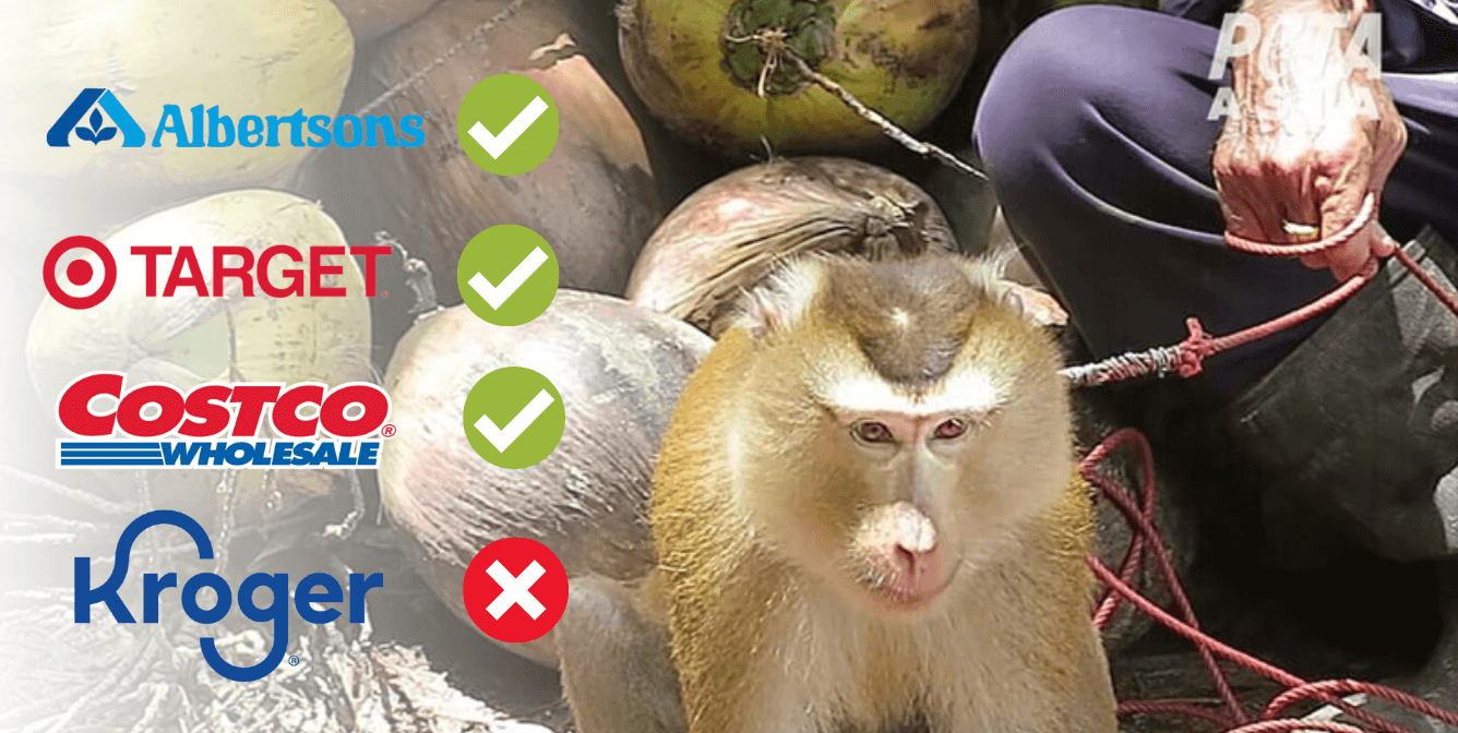 Albertsons Drops Coconut Milk Tied To Monkey Labor Peta Blind My XXX