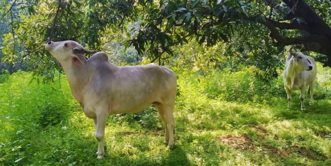 Watch: New Sanctuary Gives Exhausted Bullocks a Well-Deserved Retirement