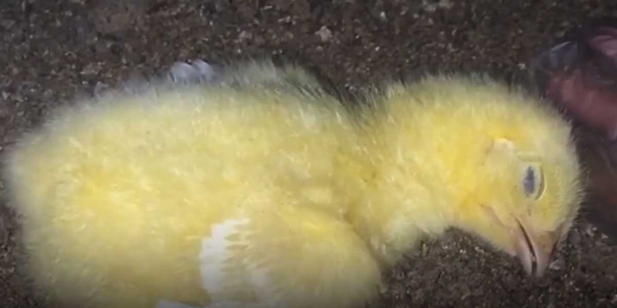 Dead Chicks Cover the Ground on Filthy Farm (Video) PETA