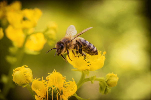 Bee hovers around small yellow flowers