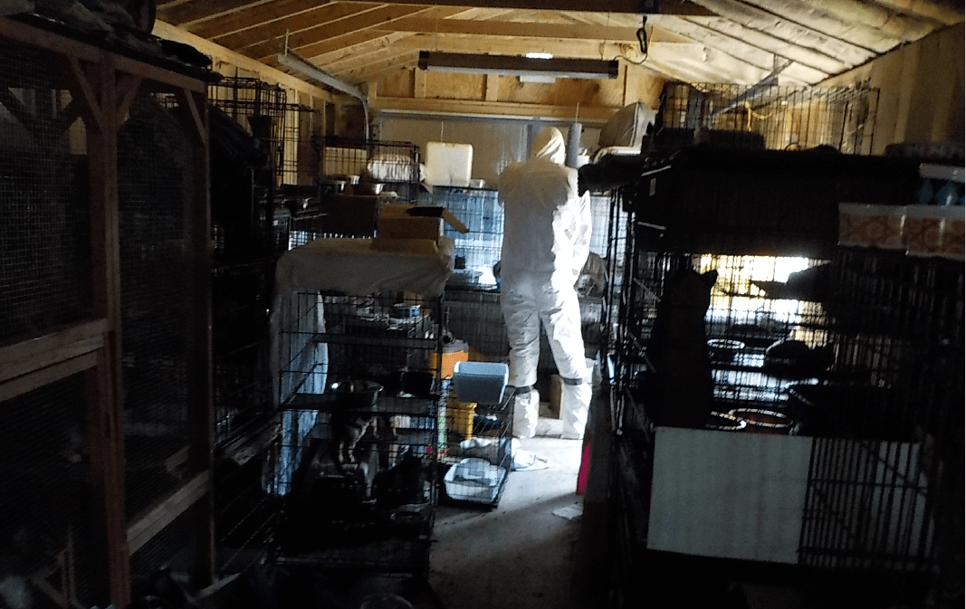 a crime scene photo of a dark space with a bunch of crammed cages confining cats at an animal hoarder's home