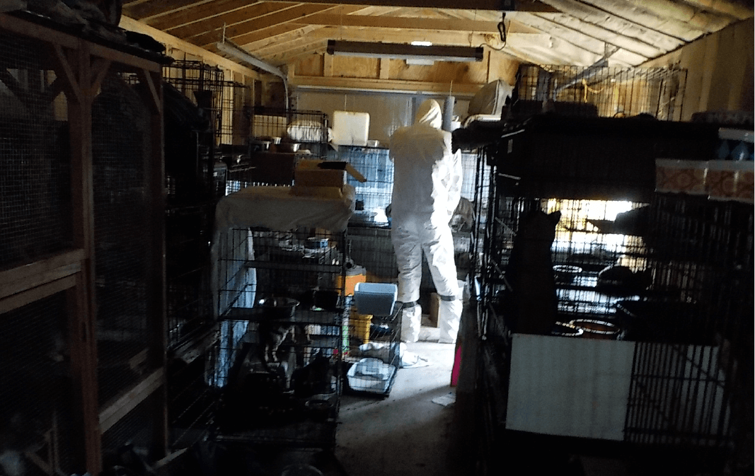 a crime scene photo of a dark space with a bunch of crammed cages confining cats at an animal hoarder