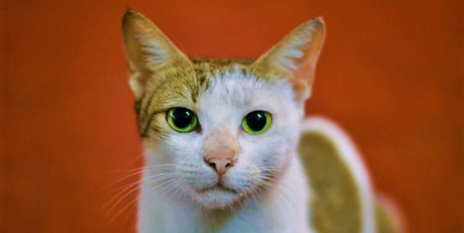 Brown and white cat with orange background