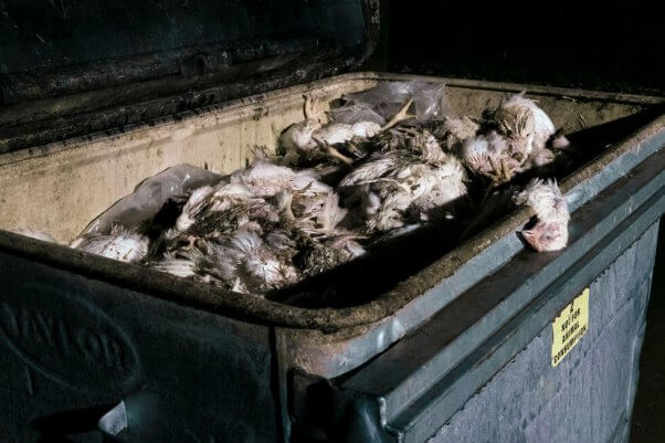 dead chickens in bin outside of chicken farm shed