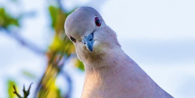 Pigeon looks into camera