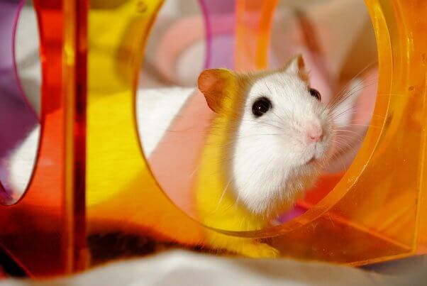 White hamster in colorful toy