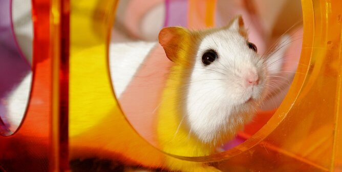 PETA’s Research Modernization Deal Kicks Animal Tests to the Curb