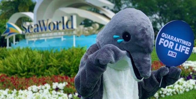 Crying dolphin at SeaWorld