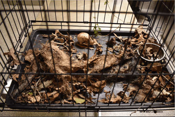 dead, decaying cats in cage at cat hoarders' home