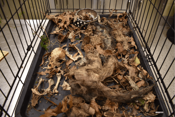 Dead, rotting cats in cage at home of cat hoarders