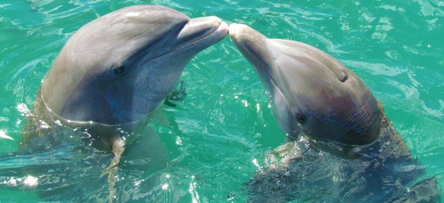 Two dolphins kiss in clear blue water