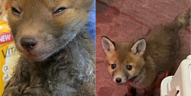 Fox Cub’s Narrow Escape From Sticky Situation Shows Why Glue Traps Have Gotta Go