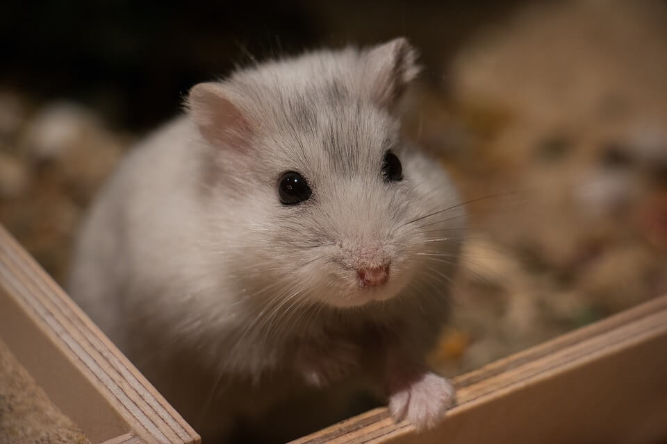 twisted animal experiments