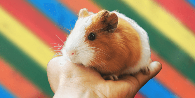 Colorful background, hand holding guinea pig