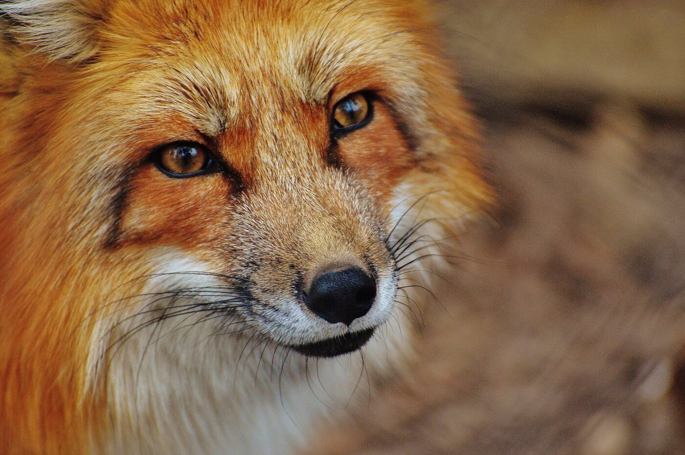 Happy Fox