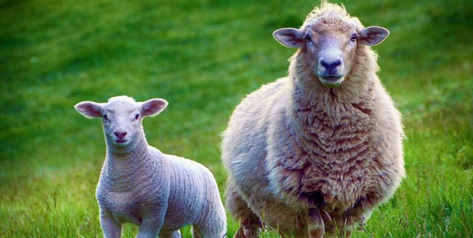 mother and baby sheep in field