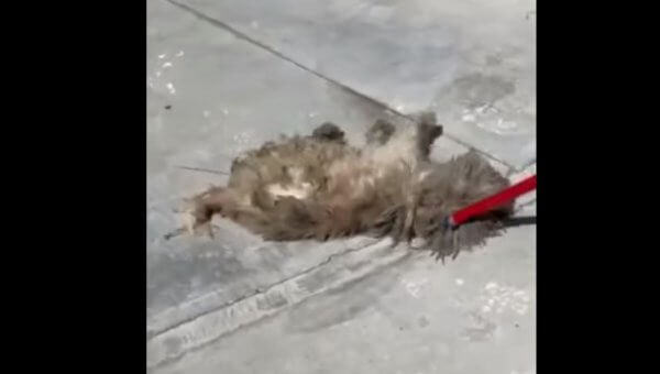 URGENT: Urge Permanent Reassignment of Officer Filmed Dragging Small, Injured Dog