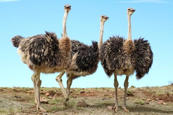Three Ostrich with blue background