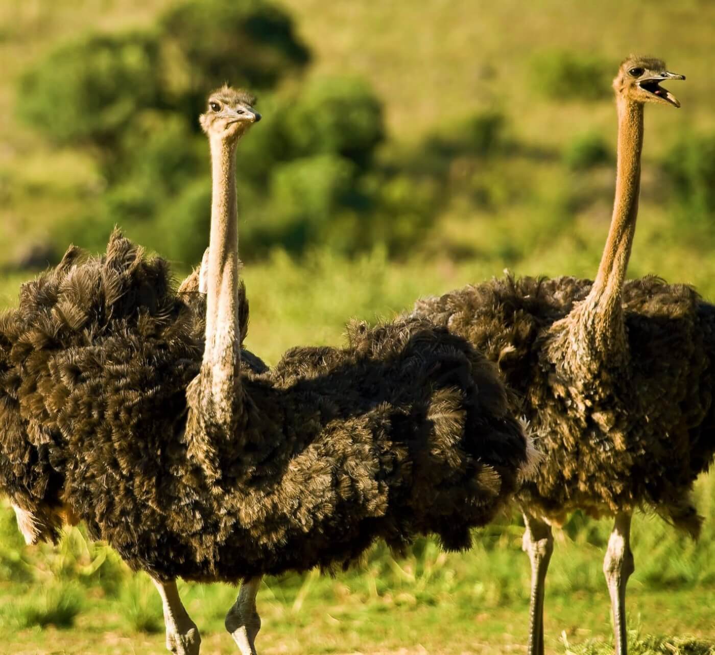 Two ostrich birds on green grass