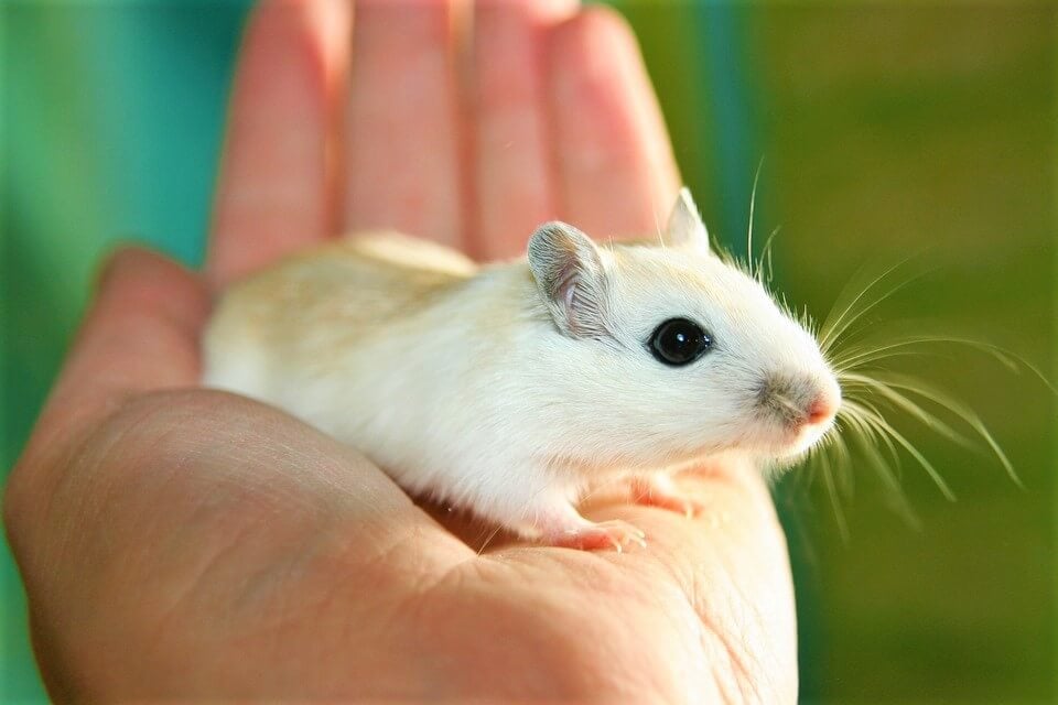 White mouse in hand