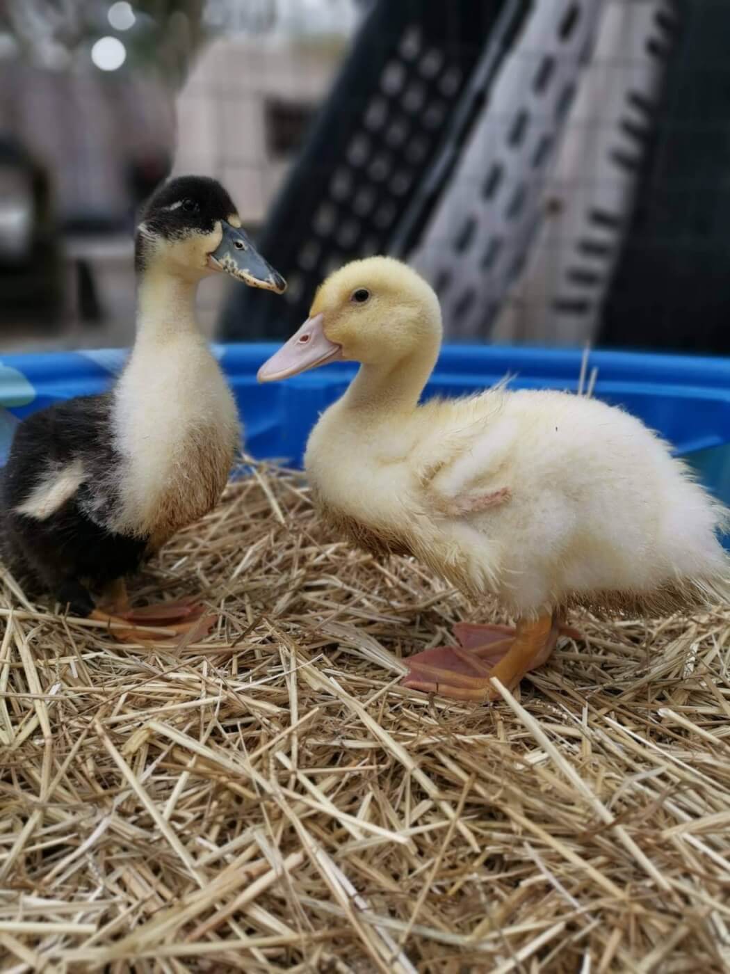 Do Ducks Make Good Pets PETA