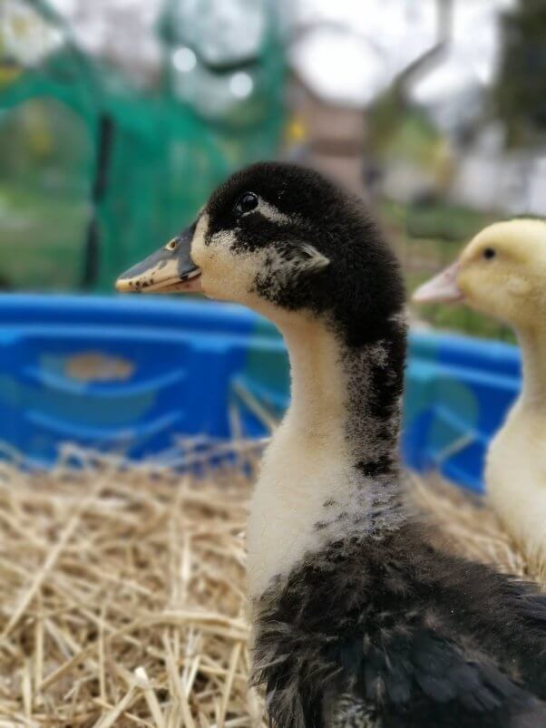 Are Ducks Good ‘Pets’?