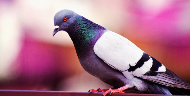 Pigeon with pink background