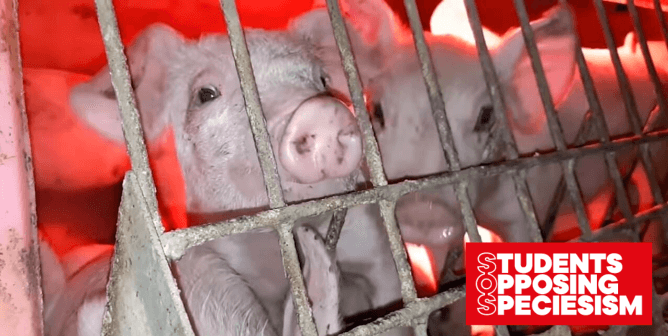 Help Students Urge the University of California to Stop the Slaughter