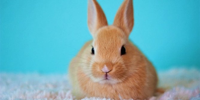 brown rabbit on fuzzy blanket